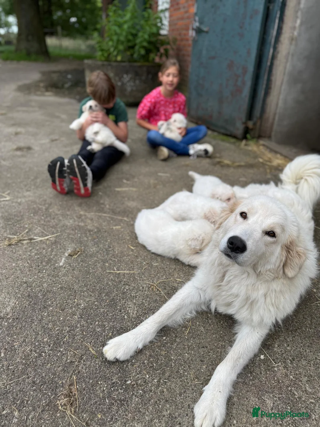 Berghond van de Maremmen en Abruzzen honden te koop: Super lieve en mooie puppies Erf/Vee/Gezindshond in Weerselo - Advertentie 1
