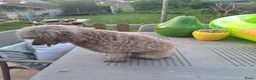 Poedel Toy honden te koop: Knappe toypoedel reu - Advertentie 4
