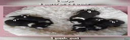 Border Collie honden te koop: Prachtige, raszuivere Border Collie puppy's - Advertentie 7