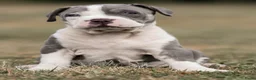 Amerikaanse Bully honden ter dekking: American Bully XL dekreu  - Advertentie 29