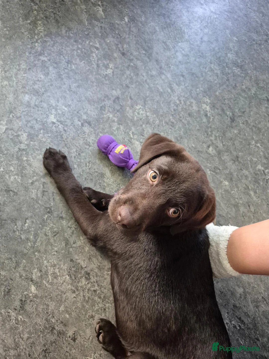 Labrador Retriever honden ter dekking: Lieve bruine Labrador reu 🐾 - Advertentie 2