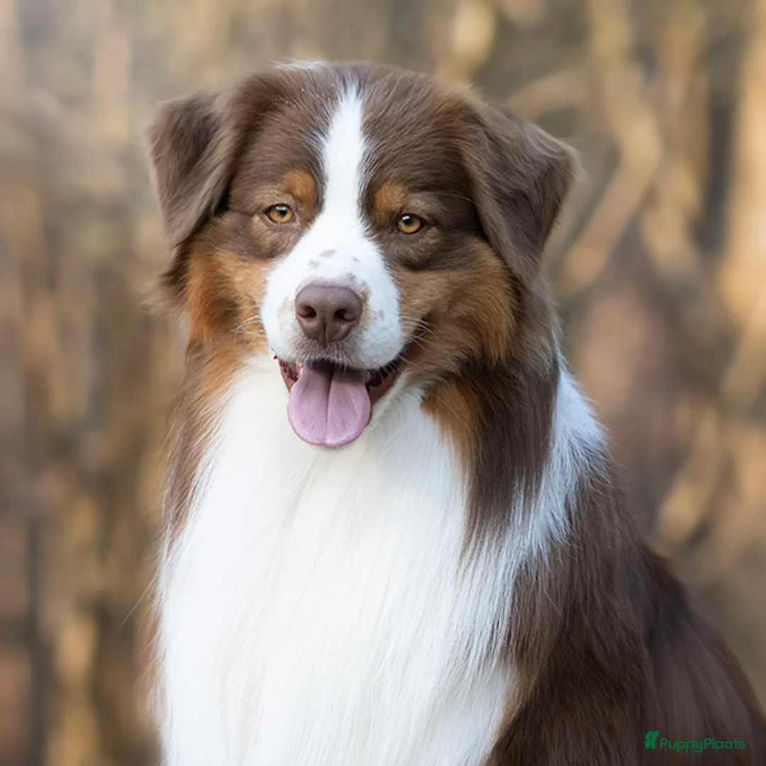 Australian Shepherd honden te koop: Australian Shepherd pup teefje - Advertentie 3