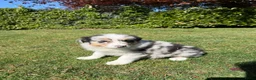 Kruising honden te koop: Australian Shepherd x Border Collie pups - Advertentie 1