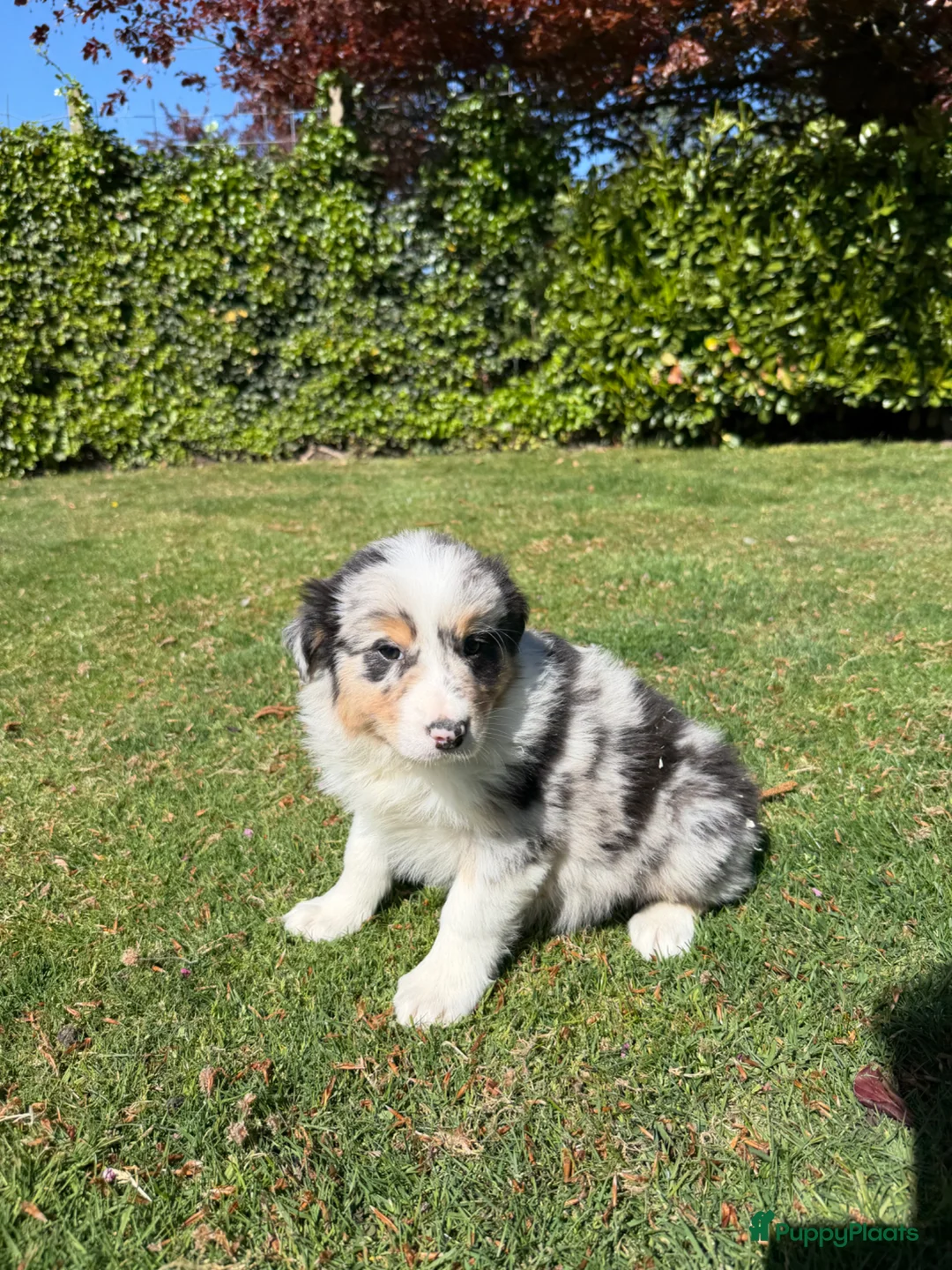 Kruising honden te koop: Australian Shepherd x Border Collie pups - Advertentie 1