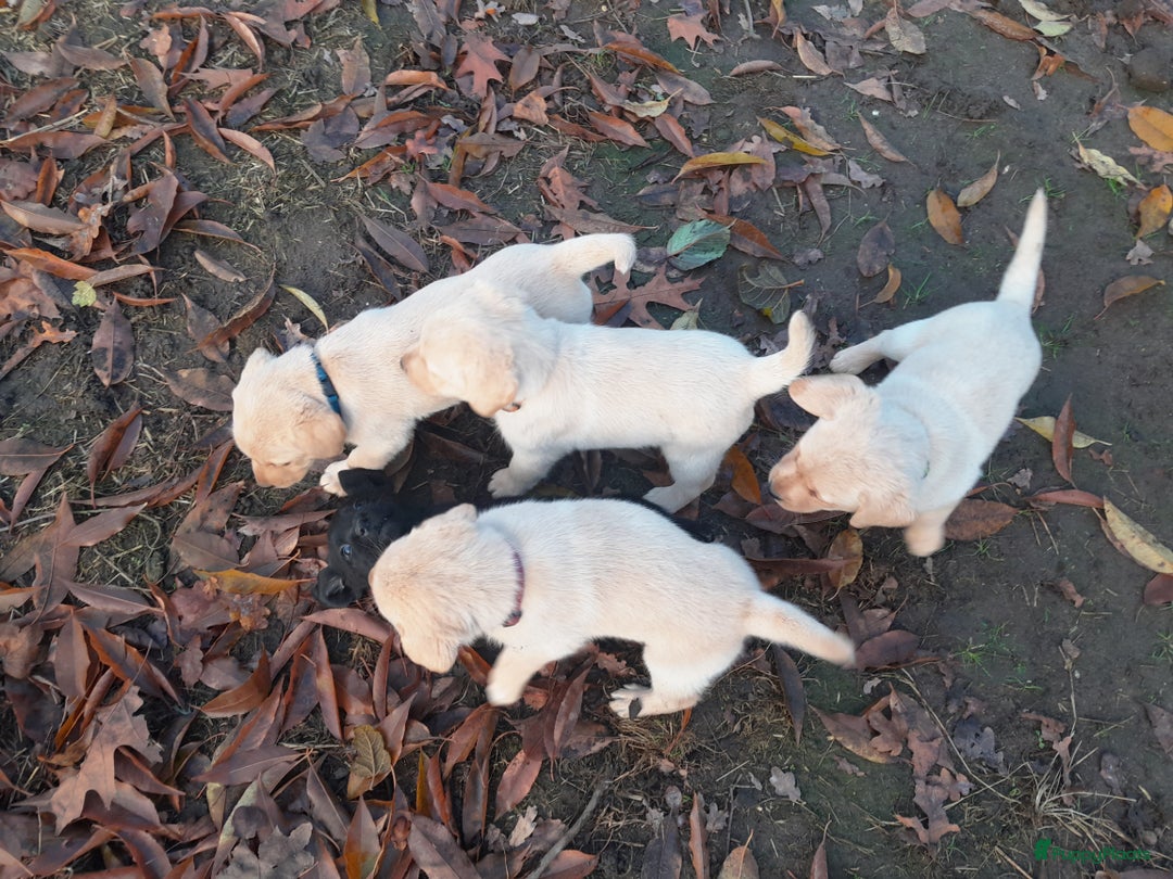 Labrador Retriever honden te koop: Lieve enthousiaste labrador pups - Advertentie 7