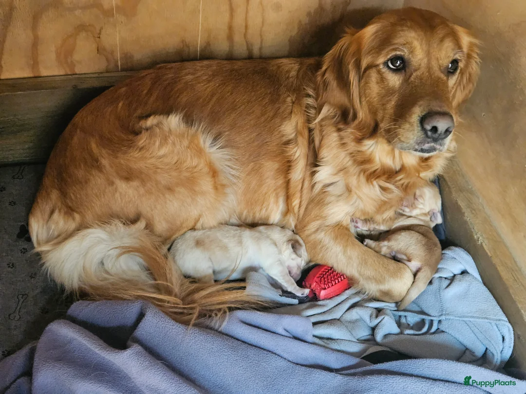 Golden Retriever honden te koop: Golden Retriver pups mogen de nest uit ! - Advertentie 2