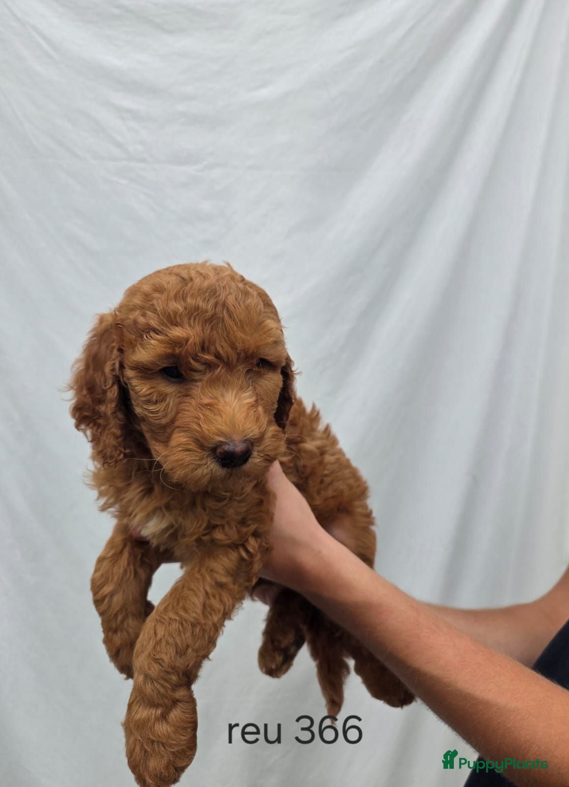 Goldendoodle honden Goldendoodles F1B - Advertentie 2