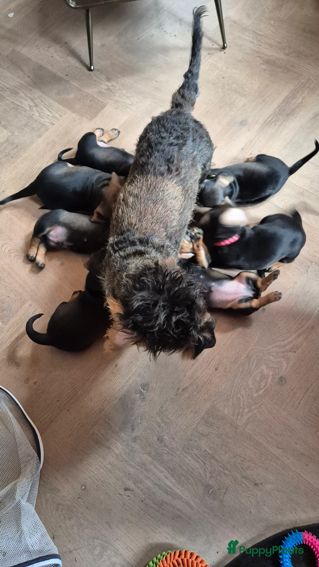Kruising honden te koop: Zachte ruwhaar teckelpups 2x reu black/tan - Advertentie 6