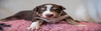 Border Collie Puppy 1