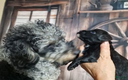 Australian Labradoodle honden te koop: Australian labradoodle Backcross micro/mini - Afbeelding 24