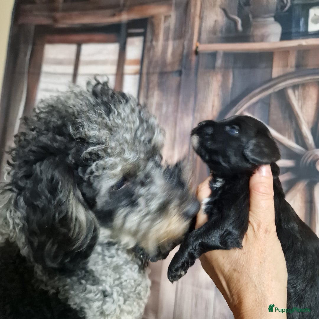 Australian Labradoodle honden te koop: Australian labradoodle Backcross micro/mini - Afbeelding 24