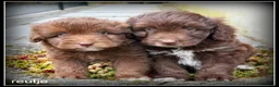 Kruising honden te koop: Bordoodle pups. Bordoodle x Labradoodle - Advertentie 18