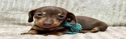 Teckel (korthaar)  honden te koop: Teckel puppy's - Advertentie 3