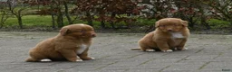 Nova Scotia Duck Tolling Retriever honden te koop: Speelse Nova Scotia Duck Tolling Retriever pups  - Advertentie 9