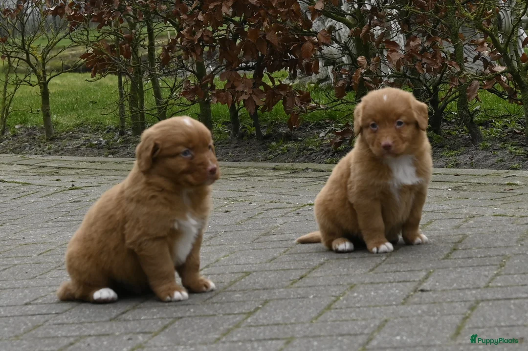 Nova Scotia Duck Tolling Retriever honden te koop: Speelse Nova Scotia Duck Tolling Retriever pups  - Advertentie 9