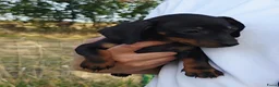 Dwergteckel honden te koop: Dwergteckel Korthaar pups België - Advertentie 23