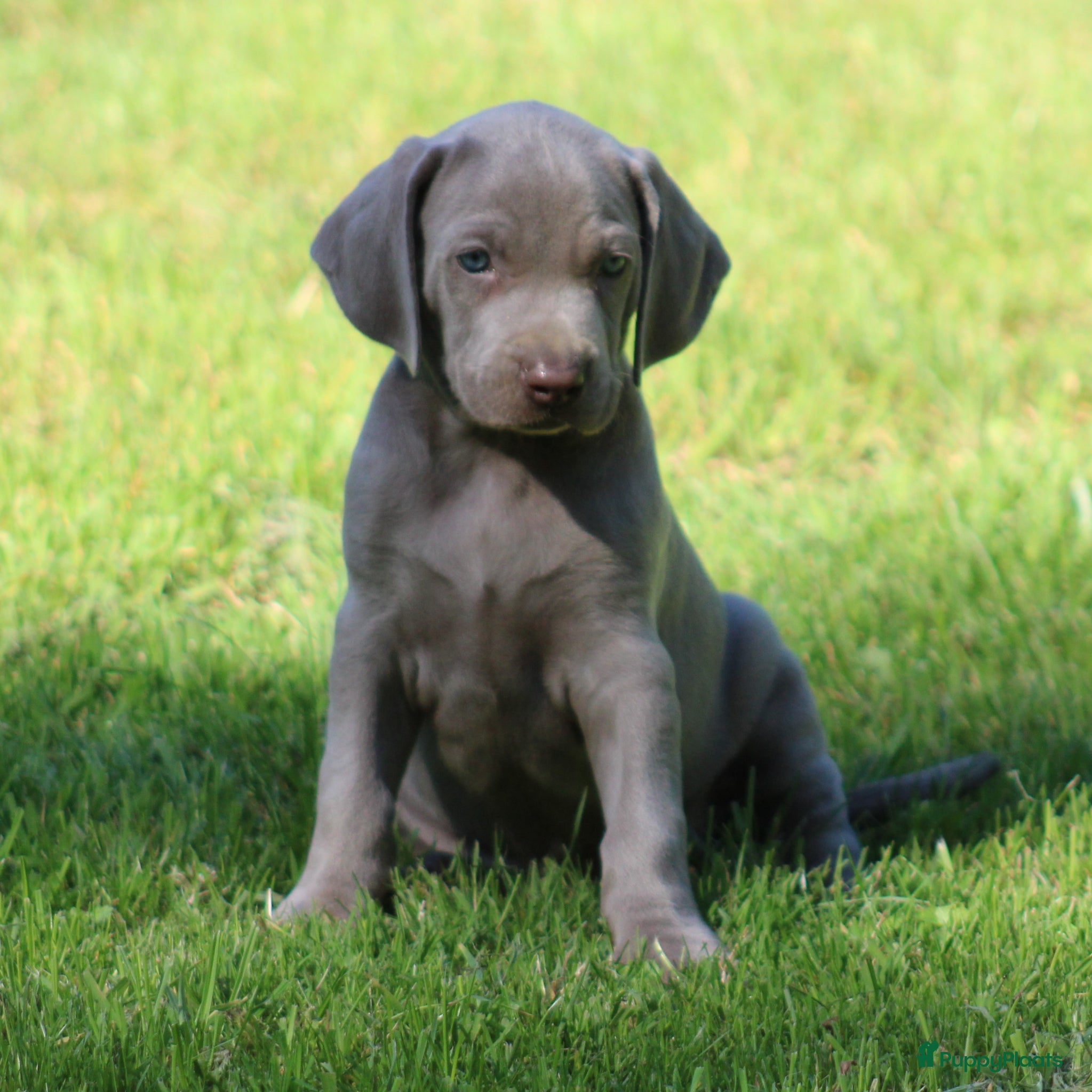 Weimarse Staande Hond korthaar honden Weimaraner pups - Advertentie 1