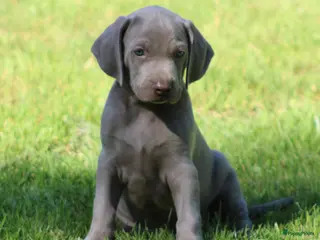 Weimarse Staande Hond korthaar honden Weimaraner pups - Advertentie 1