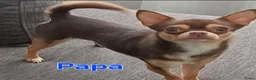 Chihuahua honden te koop: Mooie chihuahua pups - Advertentie 9