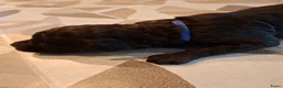 Labradoodle honden te koop: Chocolade bruine labradoodle puppies - Advertentie 5