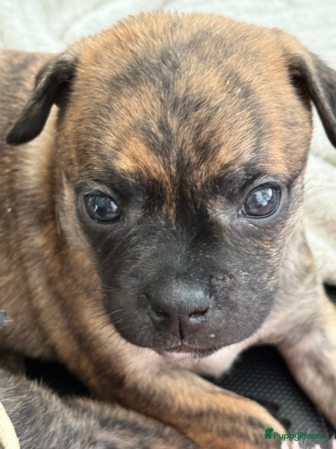 Kruising honden te koop: Kruising AHT American Hairless Terriër X Bulletje  in Hazerswoude-Rijndijk - Afbeelding 20