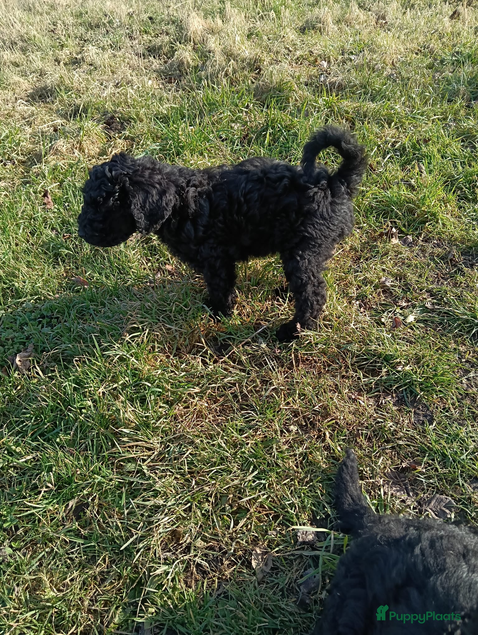Labradoodle honden Super mooie labradoodle puppy's  - Advertentie 1