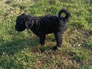 Labradoodle honden Super mooie labradoodle puppy's - Advertentie 1