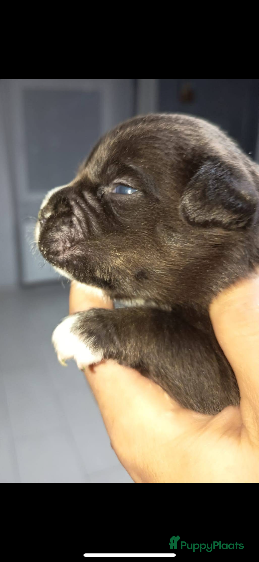 Amerikaanse Bully honden te koop: Amerikaanse Bully-puppy's  - Advertentie 12