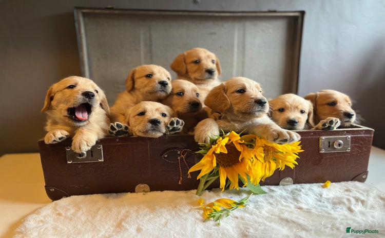 Labradoodle honden - Advertentie 6