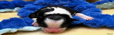 Border Collie 7