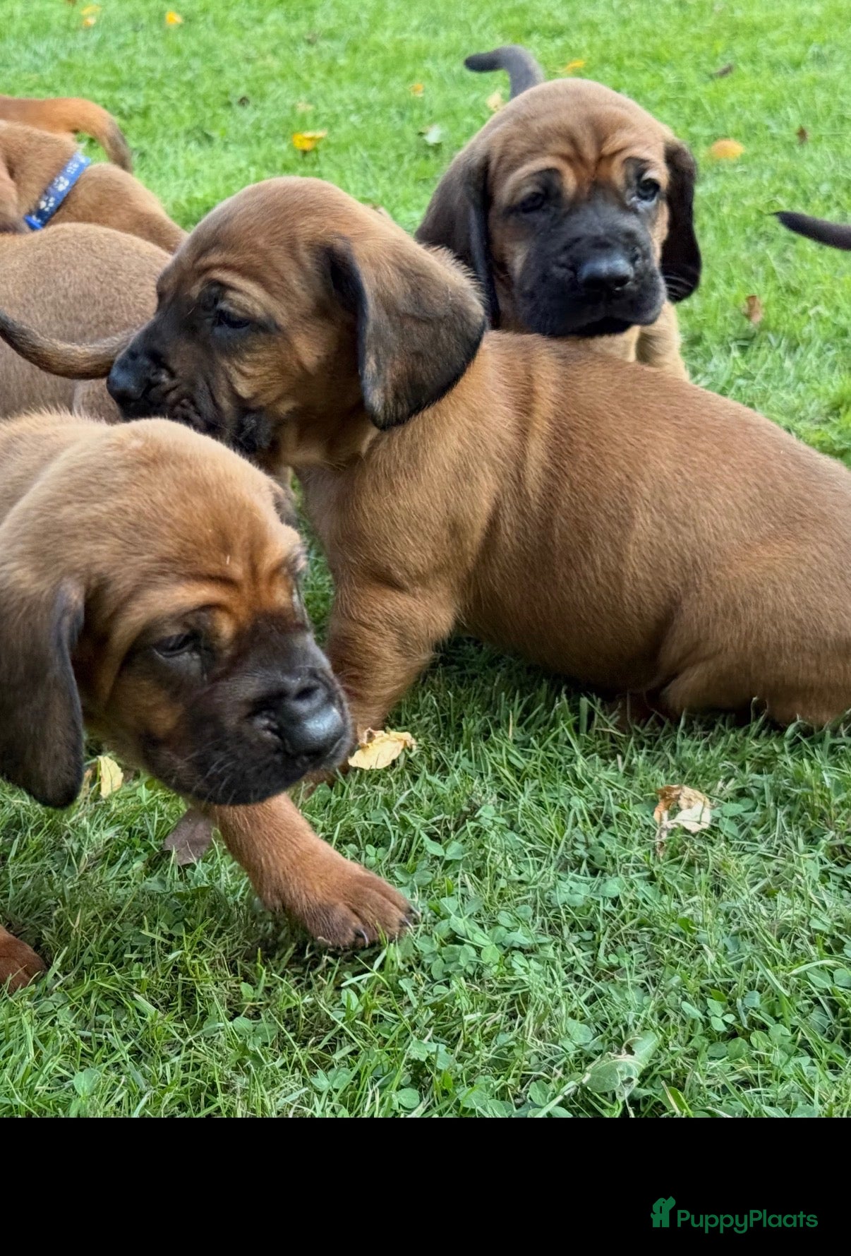 Beierse Bergzweethond honden Hanoveraaanse zweethond pups - Advertentie 2