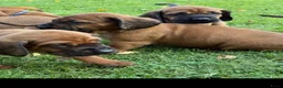 Beierse Bergzweethond honden te koop: Hanoveraaanse zweethond pups - Advertentie 2