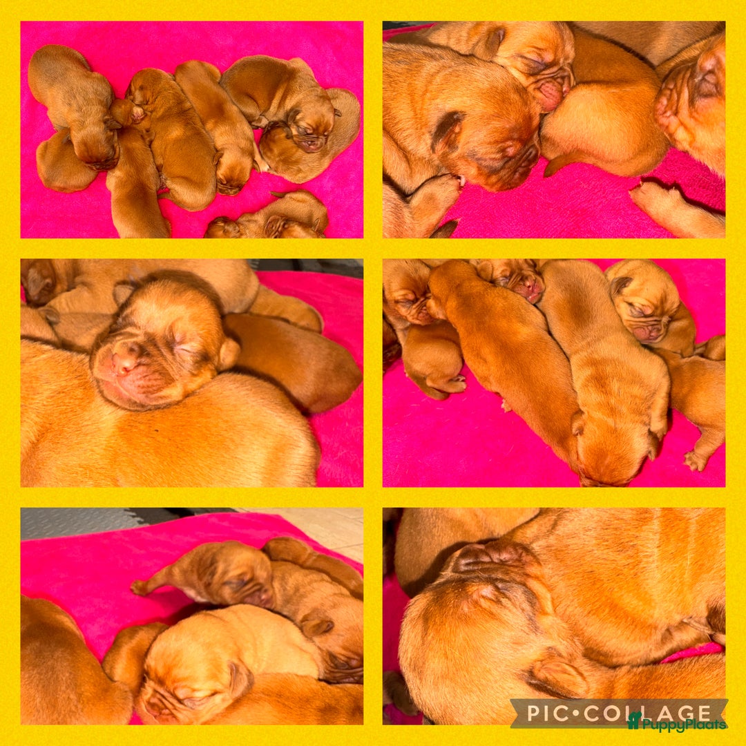 Bordeaux Dog honden te koop: Bordeaux dog pups bordeauxdog  - Advertentie 3