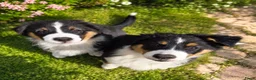 Australian Shepherd honden te koop: Prachtige Australian Shepherd pups - Advertentie 1
