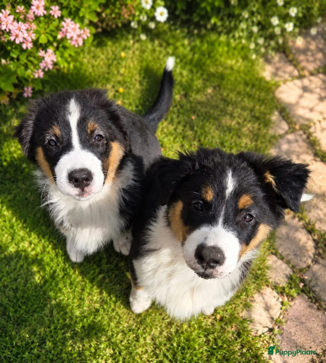 Australian Shepherd honden te koop: Prachtige Australian Shepherd pups - Advertentie 1