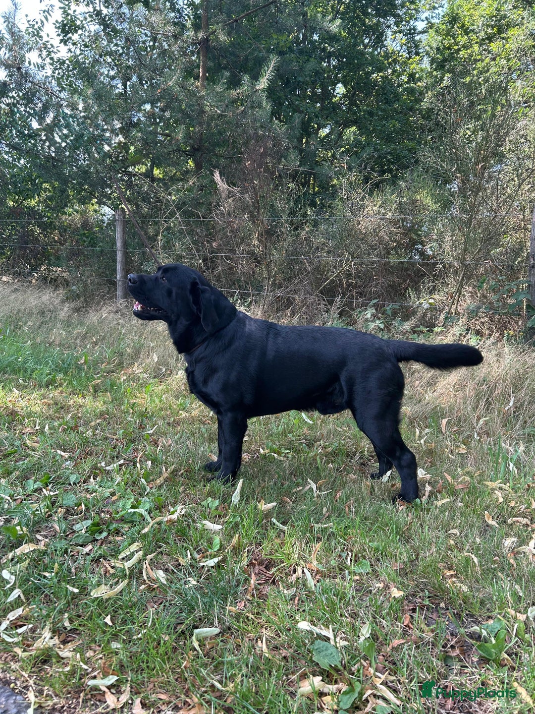 Labrador Retriever honden te koop: Eind oktober puppy’s verwacht! - Advertentie 3