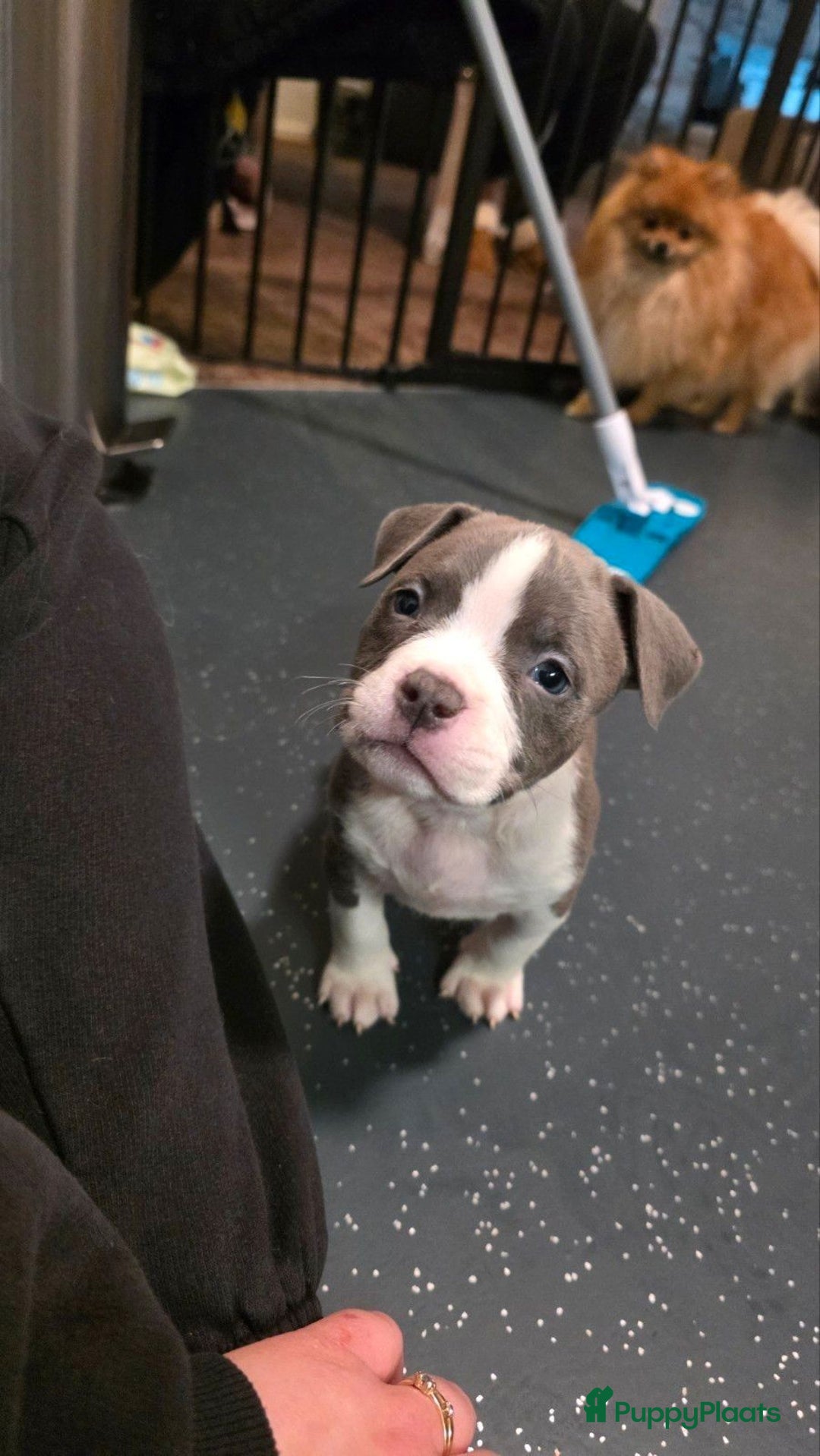 Amerikaanse Bully honden te koop: Pocket bully bleu grey  - Advertentie 14