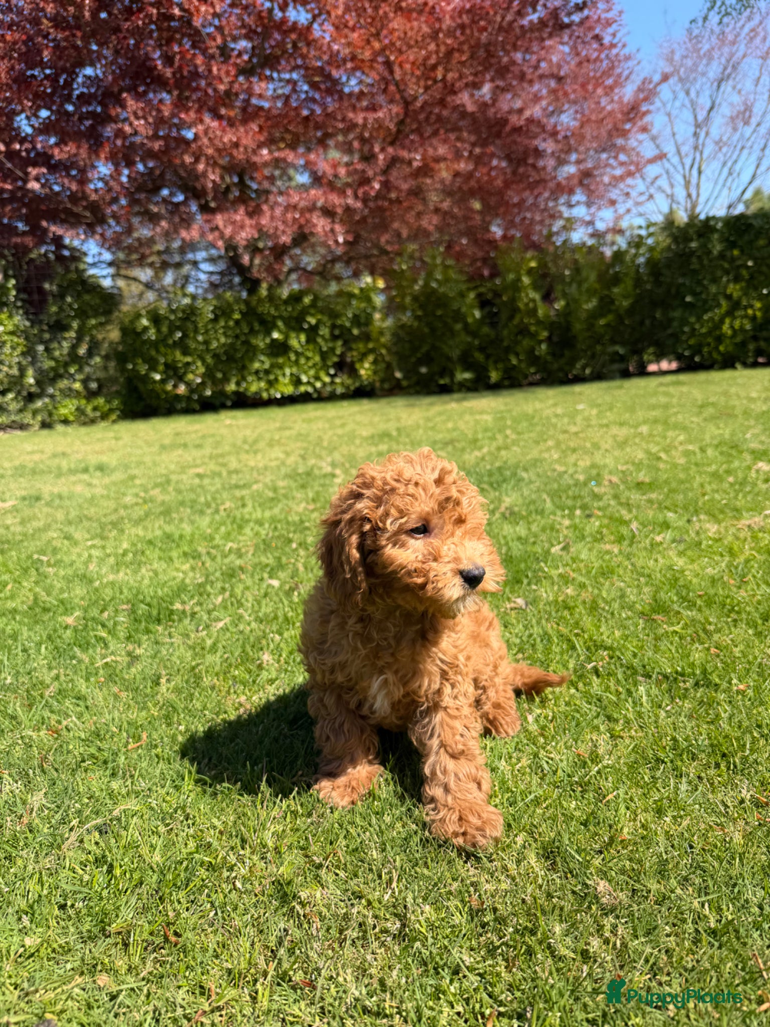 Labradoodle honden Mini Doodle (Dwerg Poedel x Mini Labradoodle) pups - Advertentie 2