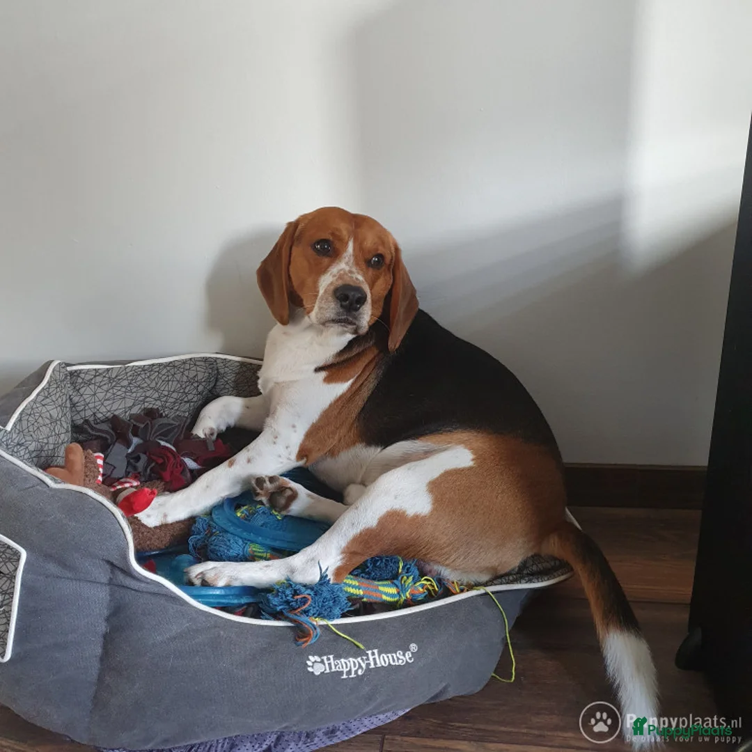 Beagle honden ter dekking: Mooie ras zuiver beagle in Groningen - Advertentie 2
