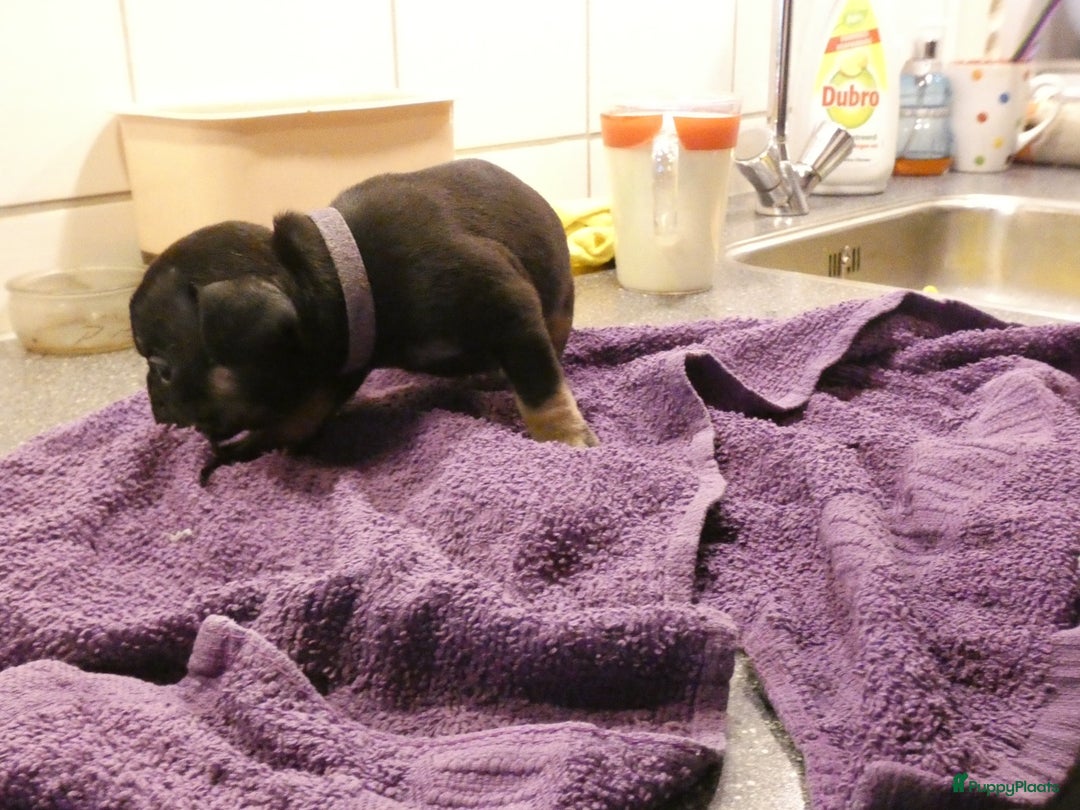 Franse Bulldog honden te koop: Fr bulldog puppy's uit geteste ouders - Advertentie 26