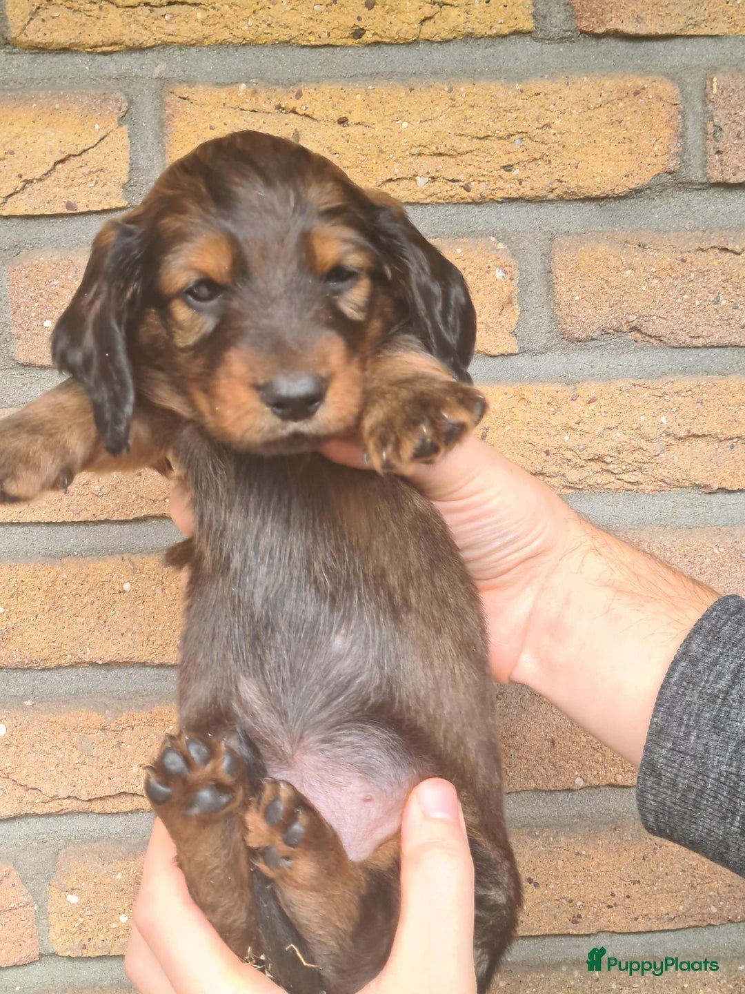 Teckel (langhaar) honden te koop: Eén pup beschikbaar Standaard langhaar teckel pups - Advertentie 13