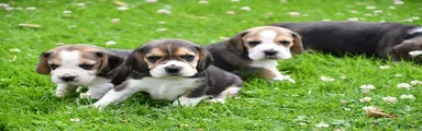 Beagle 4