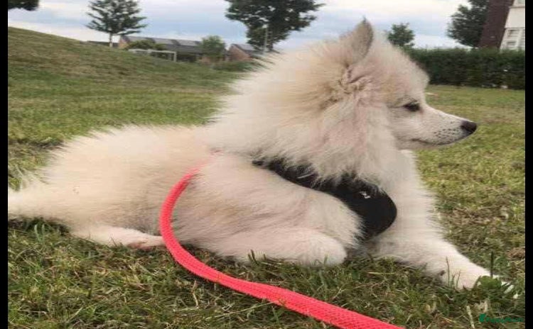 Pomsky honden - Advertentie 5