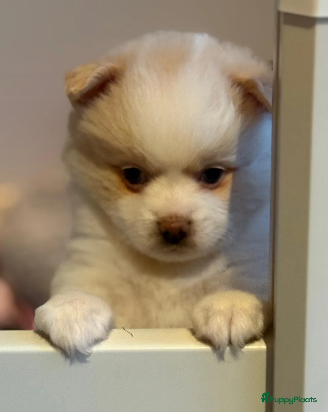 Kruising honden te koop: Teddy dog mini Chow Chow  - Advertentie 15