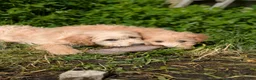 Goldendoodle honden te koop: Goldendoodle zoeken een warme thuis - Advertentie 12
