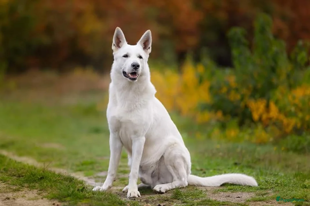 Zwitserse Witte Herdershond honden te koop: witte herder pups - Advertentie 2