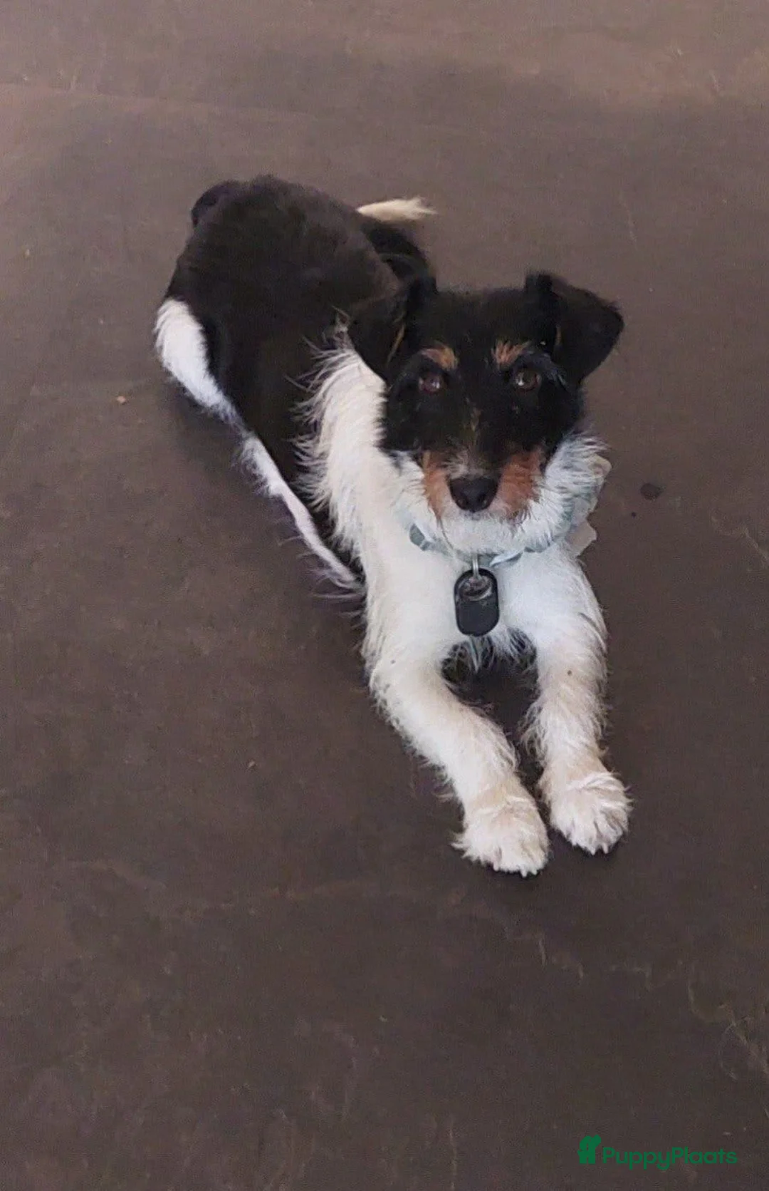 Jack Russel Terriër honden te koop: Brokencoat Merle Jackies in Lauwerzijl - Advertentie 1