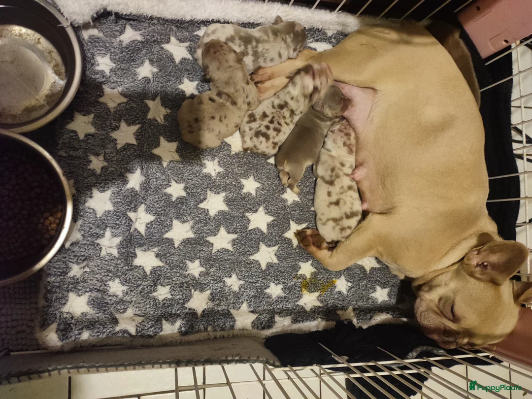 Franse Bulldog honden te koop: Prachtige gezonde Franse bulldog pups  - Advertentie 5
