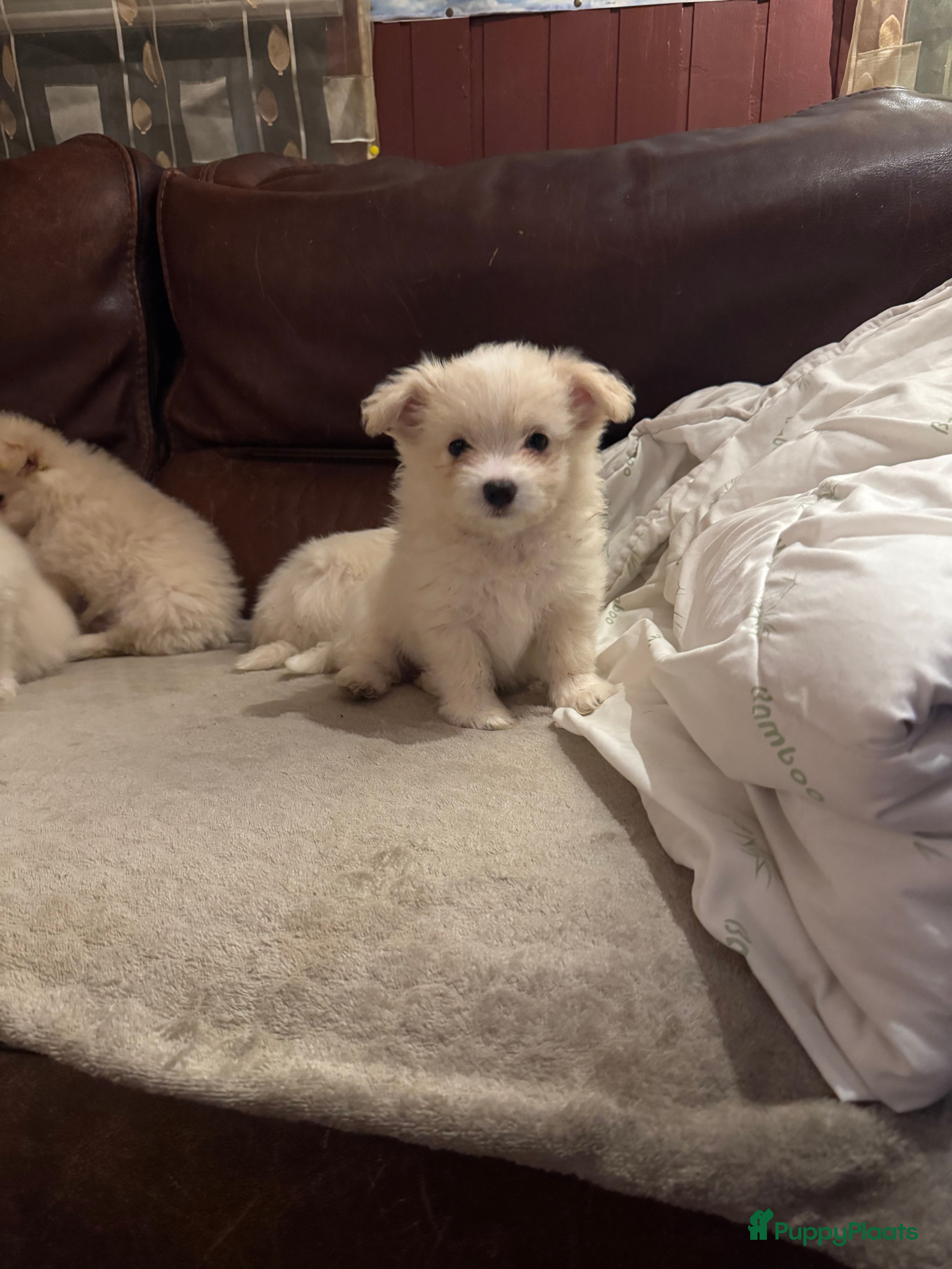 Kruising honden 7 weken oude Bichon Frise-puppy's - Advertentie 1