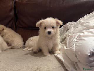 Kruising honden 7 weken oude Bichon Frise-puppy's - Advertentie 1